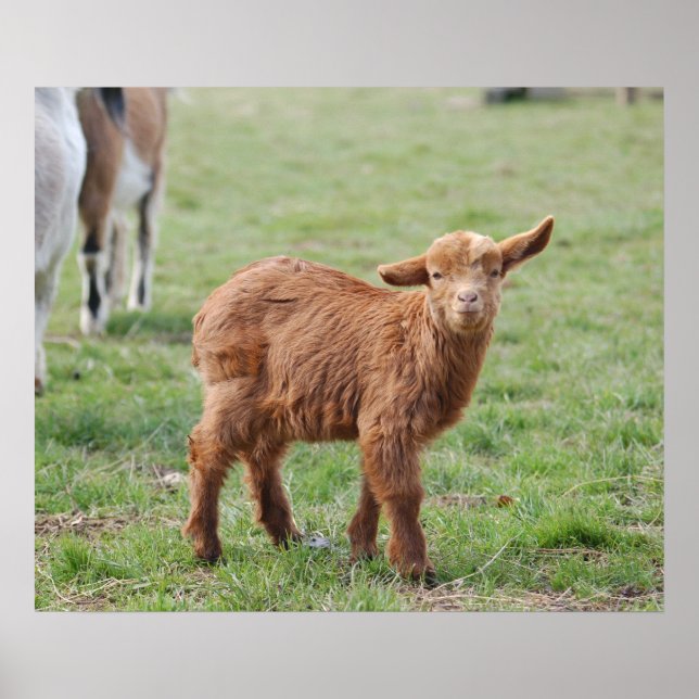 Little Goat ~ Zicklein ~ kleine Ziege Poster (Vorne)