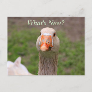 Little Goose Postkarte