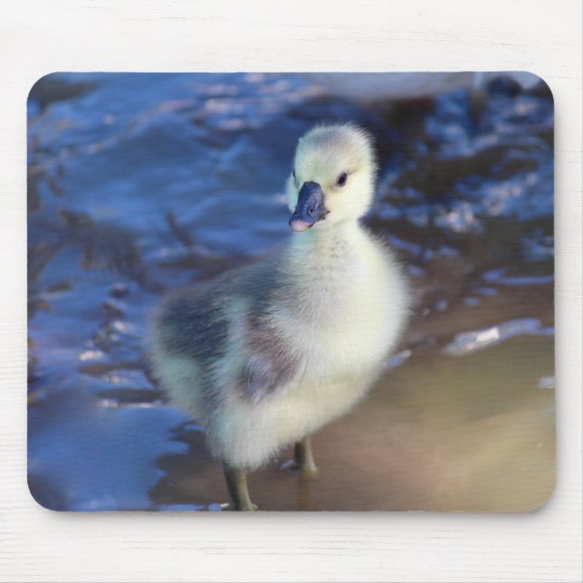 Little Gosling Mousepad (Vorne)