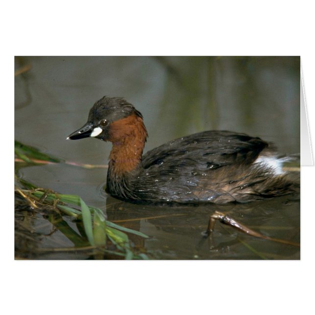 Little Grebe (Vorderseite (Horizontal))