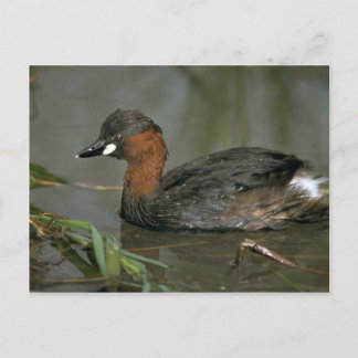 Little Grebe Postkarte