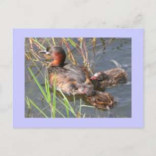 Little Grebes Postkarte
