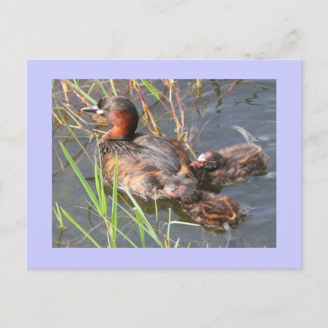 Little Grebes Postkarte (Vorderseite)