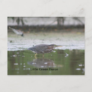 Little Green Heron Postkarte