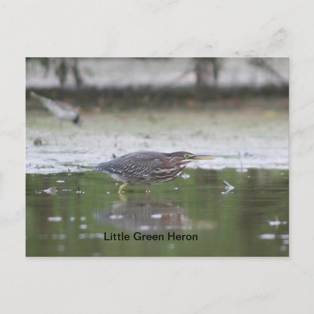 Little Green Heron Postkarte (Vorderseite)