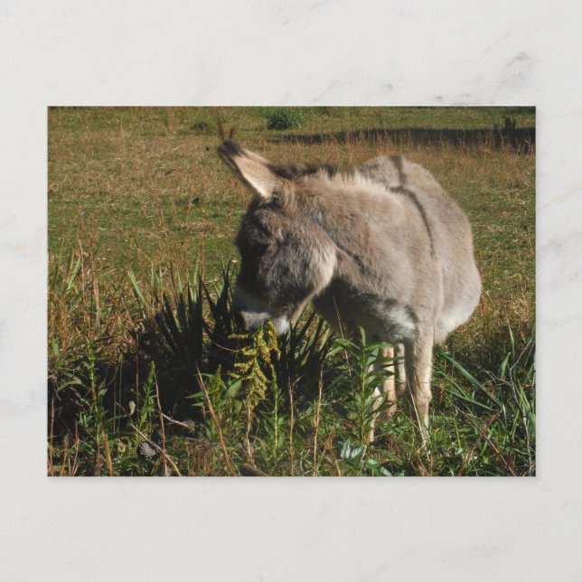 Little Grey Donkey w/Wildblumen Postkarte (Vorderseite)