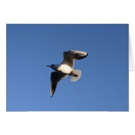 Little Gull