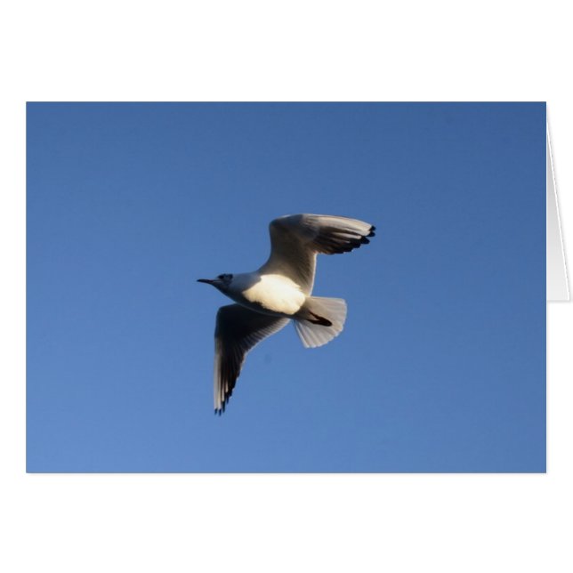 Little Gull (Vorderseite (Horizontal))