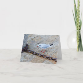 Little Gull Big Chain St Ives Cornwall England Karte