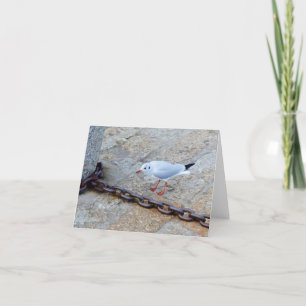 Little Gull Big Chain St Ives Cornwall England Karte