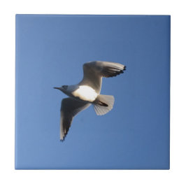 Little Gull Fliese