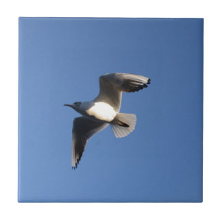 Little Gull Fliese
