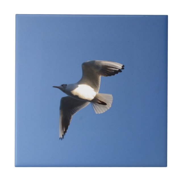 Little Gull Fliese (Vorderseite)