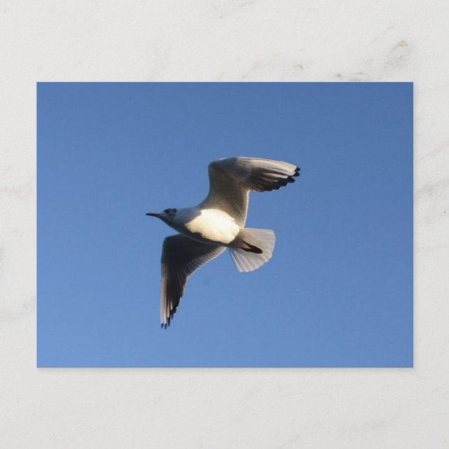 Little Gull Postkarte (Vorderseite)