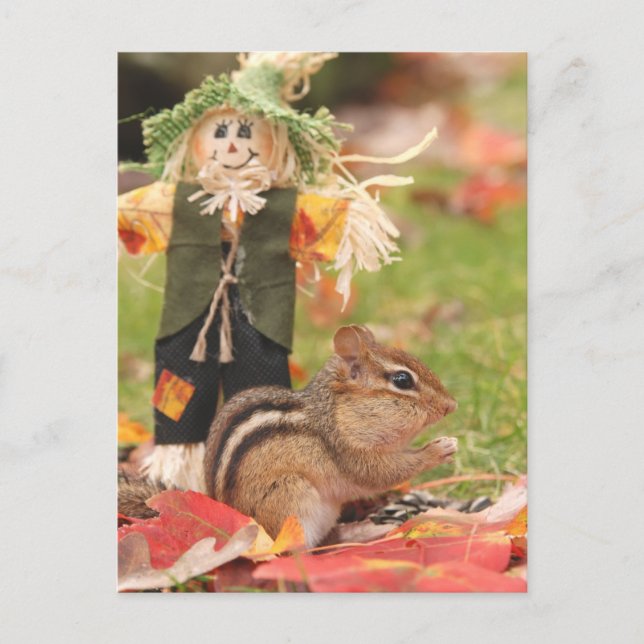 Little Harvest Chipmunk Postkarte (Vorderseite)