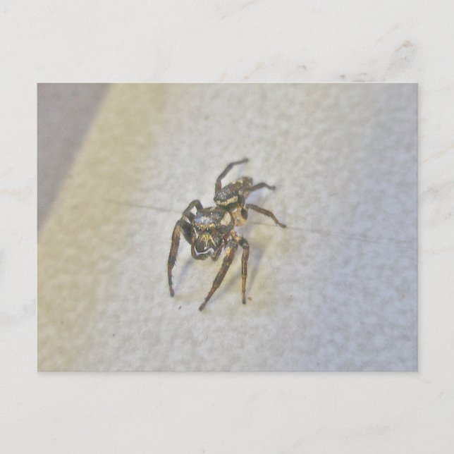 Little Jumping Spider Postcard Postkarte (Vorderseite)
