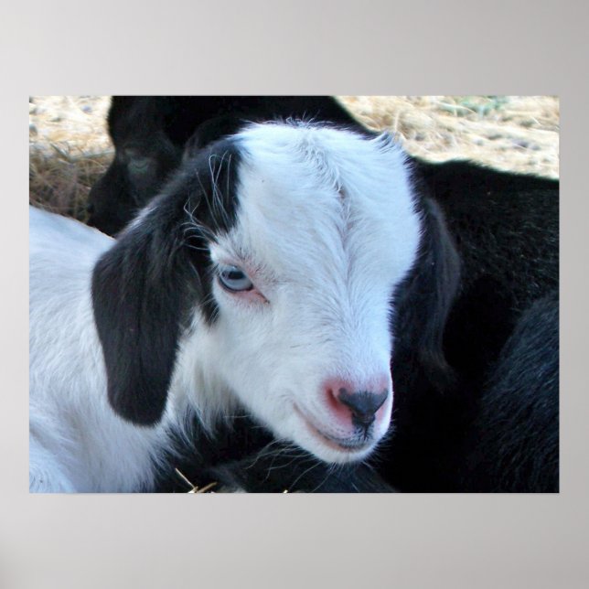 Little Kid Face Poster (Vorne)