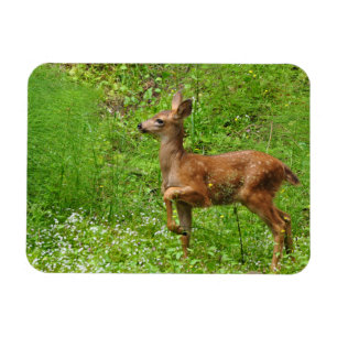 Little King/Queen of Fawns Magnet