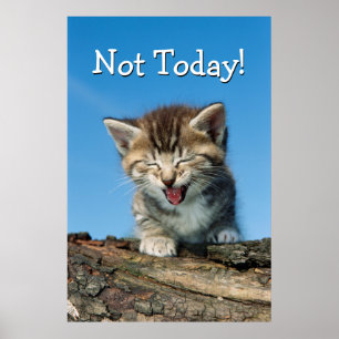 Little Kitten in einem Baum Poster
