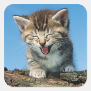 Little Kitten in einem Baum Quadratischer Aufkleber