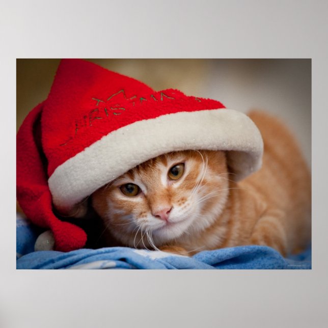 Little Kitten in Red Christmas Hat Poster (Vorne)