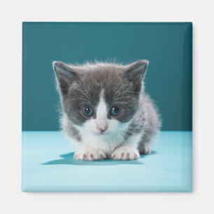 Little Kitten Magnet