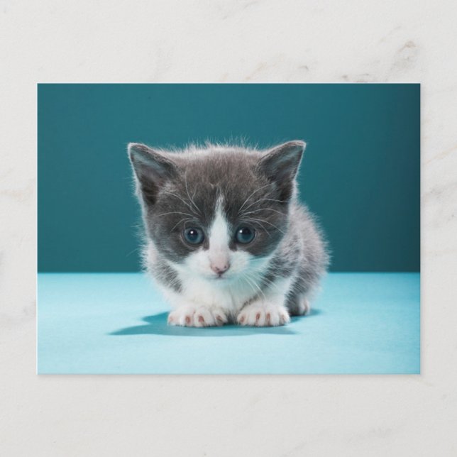 Little Kitten Postkarte (Vorderseite)