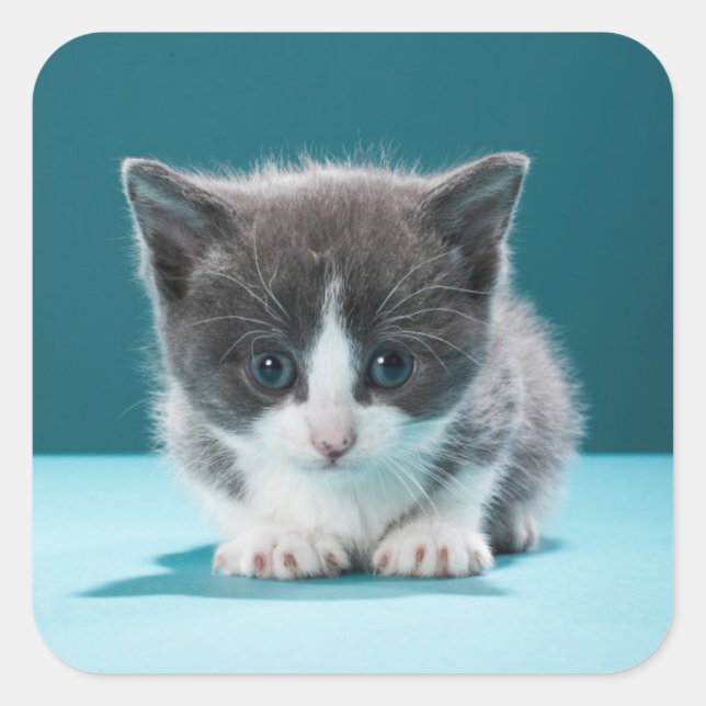 Little Kitten Quadratischer Aufkleber (Vorderseite)