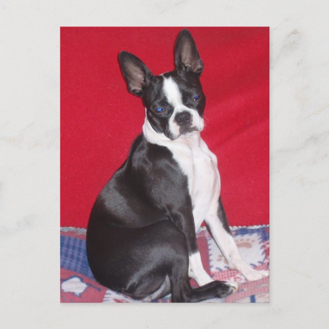 Little Lady Lola bug Postkarte (Vorderseite)