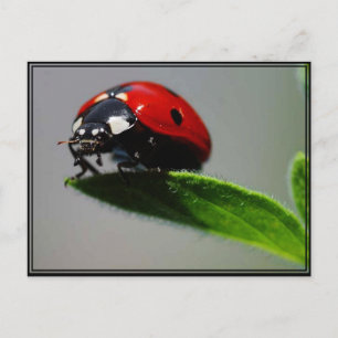 Little Ladybug Postkarte