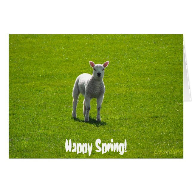 Little Lamb (Vorderseite (Horizontal))