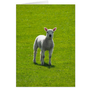 Little Lamb