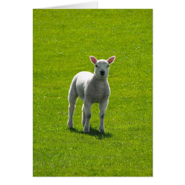 Little Lamb (Vorne)