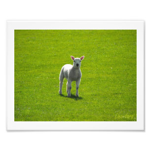 Little Lamb Fotodruck