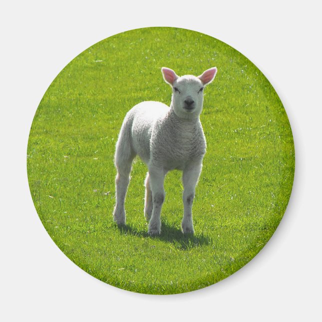Little Lamb Magnet (Vorne)