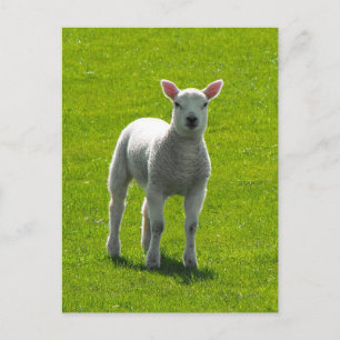 Little Lamb Postkarte