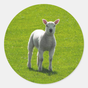 Little Lamb Runder Aufkleber