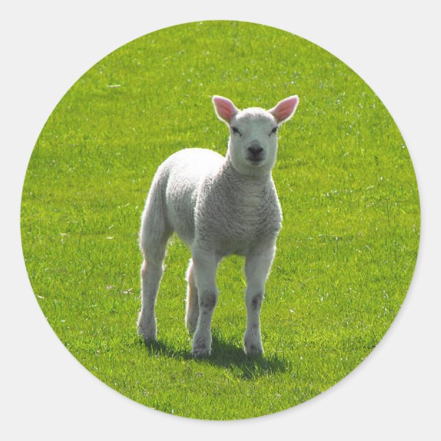 Little Lamb Runder Aufkleber (Vorderseite)