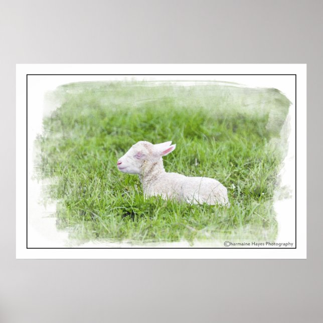 Little Lamb Watercolor Fotodrucken Poster (Vorne)
