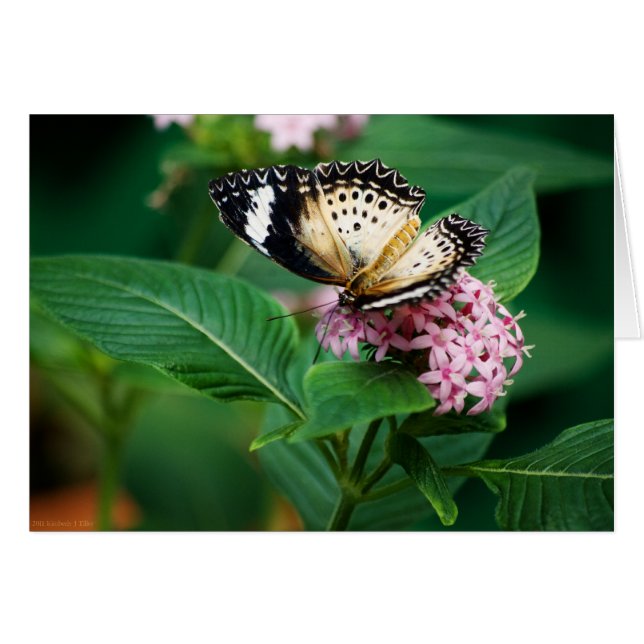 Little Leopard Wings Card (Vorderseite (Horizontal))