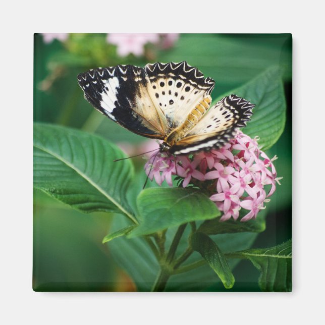 Little Leopard Wings Magnet (Vorne)