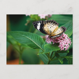 Little Leopard Wings Postcard Postkarte