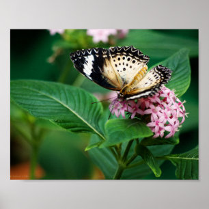 Little Leopard Wings Print Poster