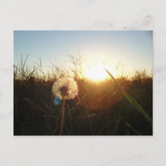 Little Lion Postkarte