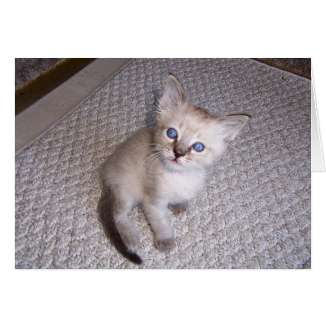 Little Louie Kitten Cat (Vorderseite (Horizontal))