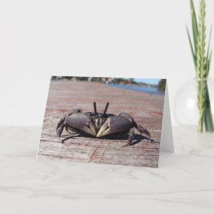 Little Mud Crab Karte