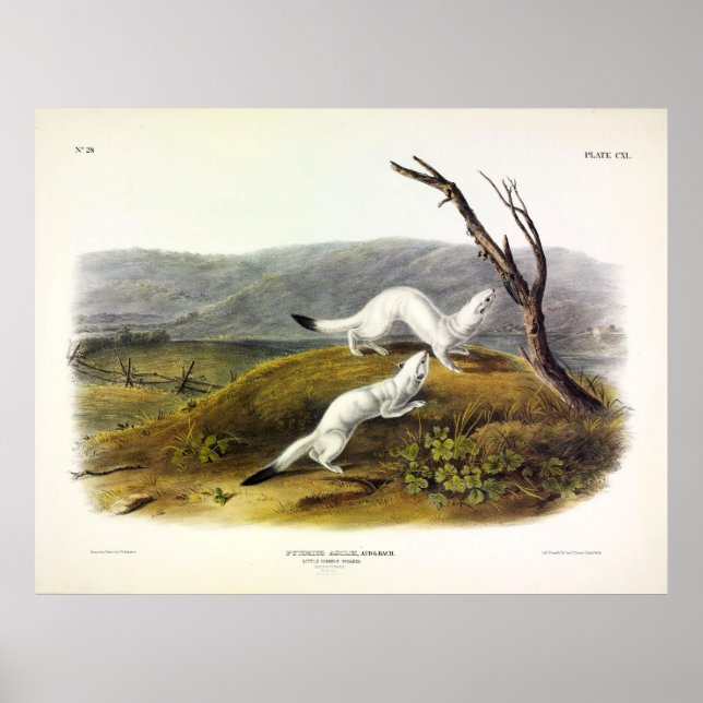 Little Nimble Weasel, Langschwanzwaffel - Audubon Poster (Vorne)