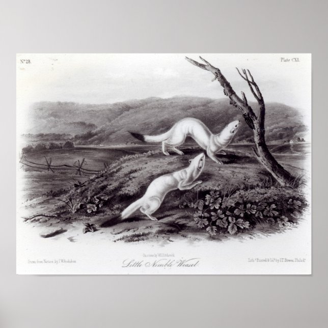 Little Nimble Weasel Poster (Vorne)