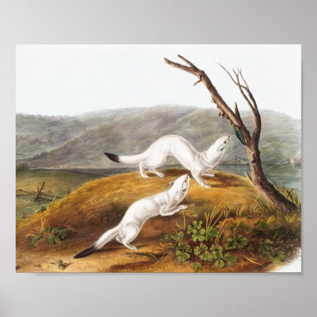 Little Nimble Weasel Putorius agilis Illustration Poster (Vorne)
