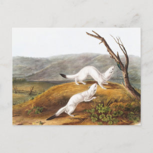 Little Nimble Weasel Putorius agilis Illustration Postkarte